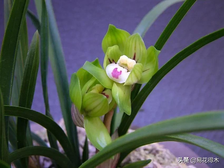 兰花原种老苗是什么,兰花组培和原种有什么区别