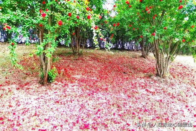 南京面积最大的公园，美不胜收却被游客忽略