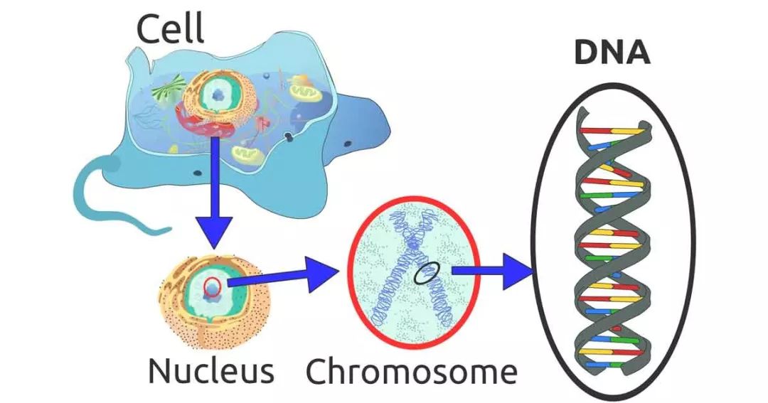 在家怎么提取自己的dna,diy提取精油