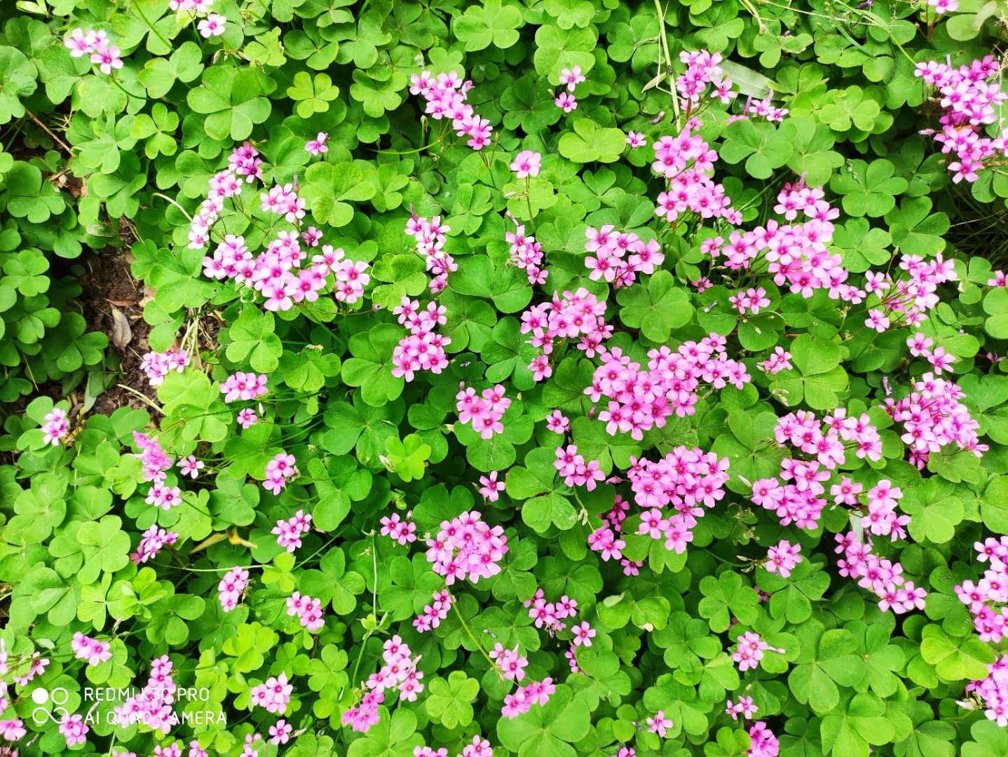 红花酢浆草与三叶草是一个品种吗,红花酢浆草和三叶草是不是一样的