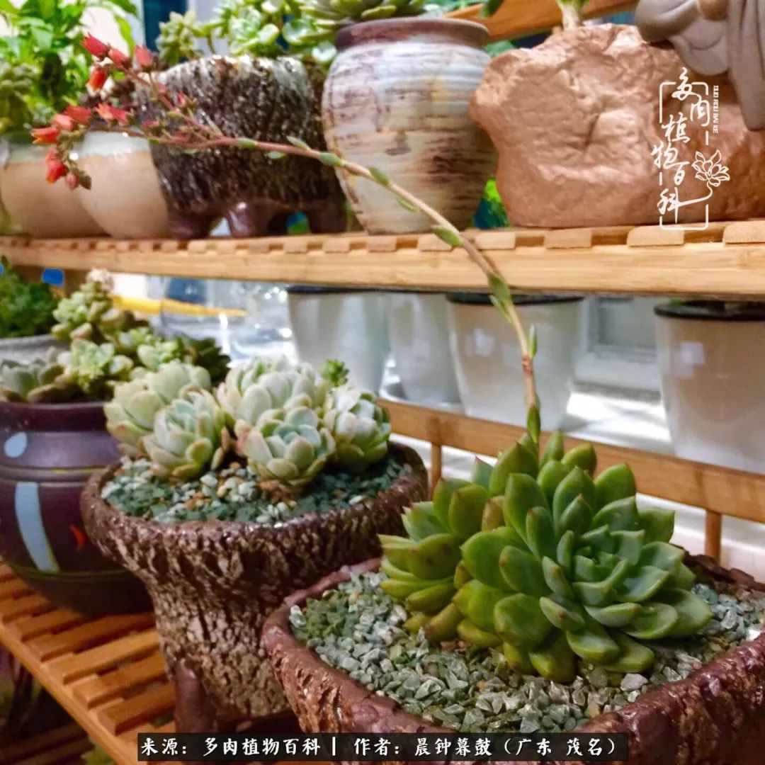 轻轻地告诉你,我的多肉也曾美过,不信你看看