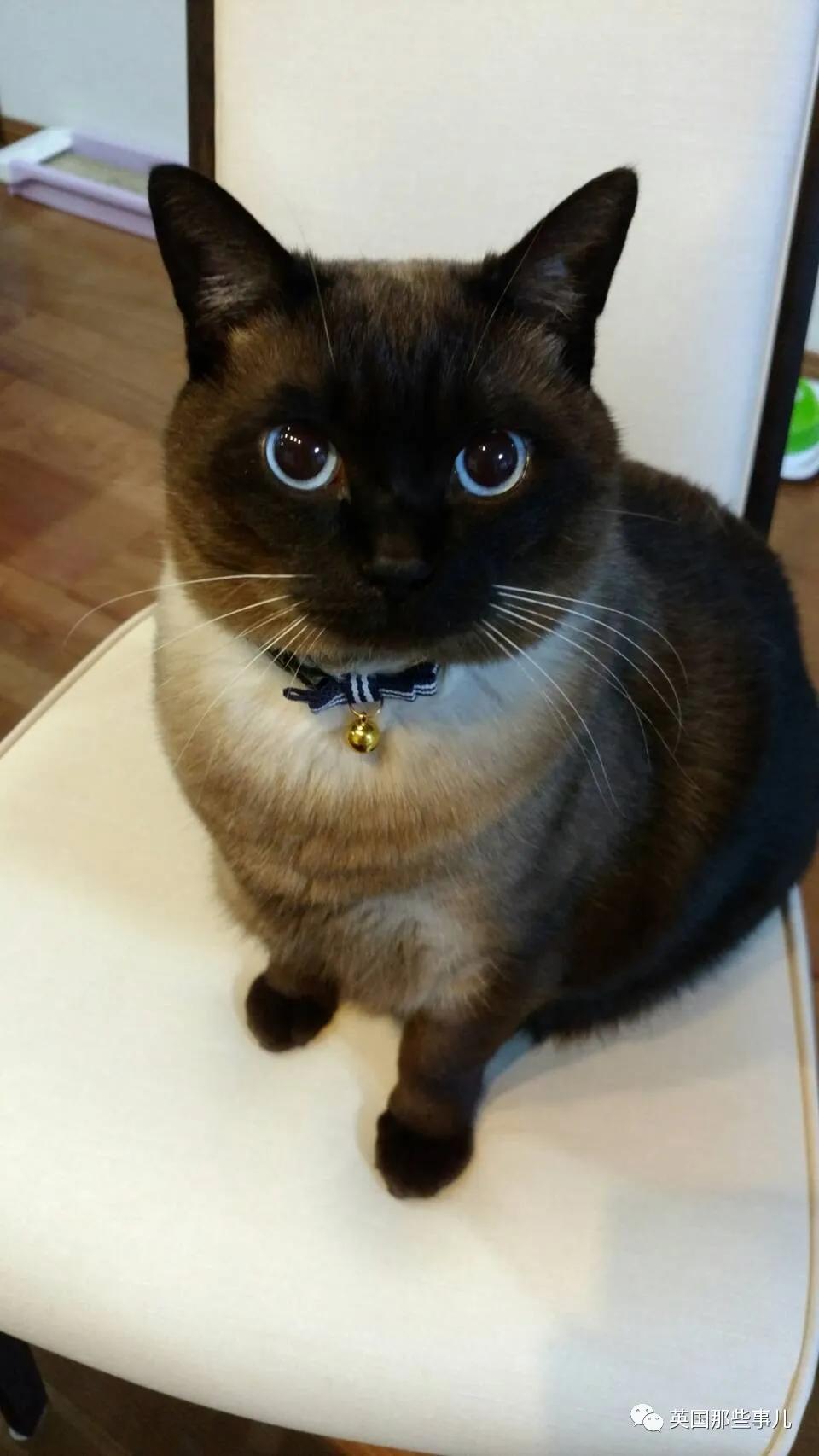 养暹罗猫会得什么病吗,养暹罗猫就像开盲盒