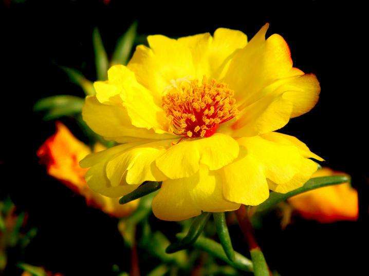 太阳花开时使用什么肥料,太阳花开的时间段