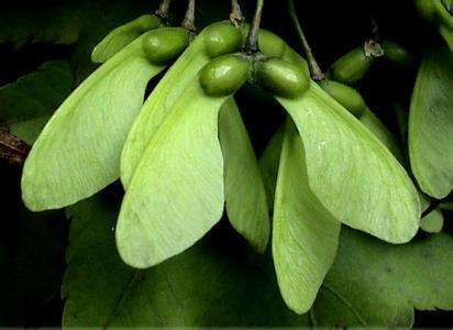 红叶枫树的种子图片,哪种枫树种子最好看