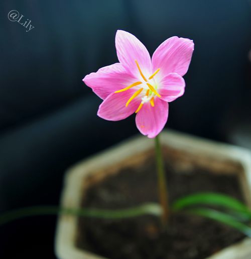 春暖花开原创的声音,倾听花开的声音