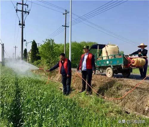 常见的蔬菜根部病害如何科学防治？