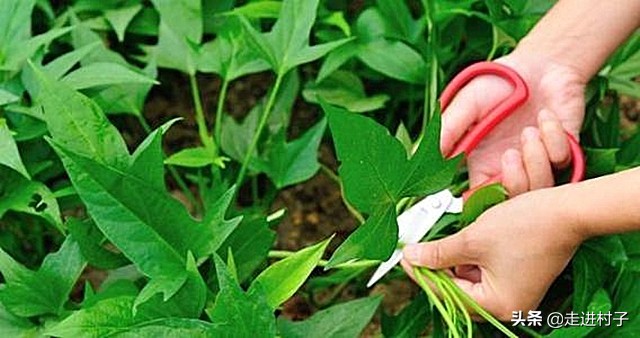 红薯怎样种出长条形,红薯怎么种植长藤