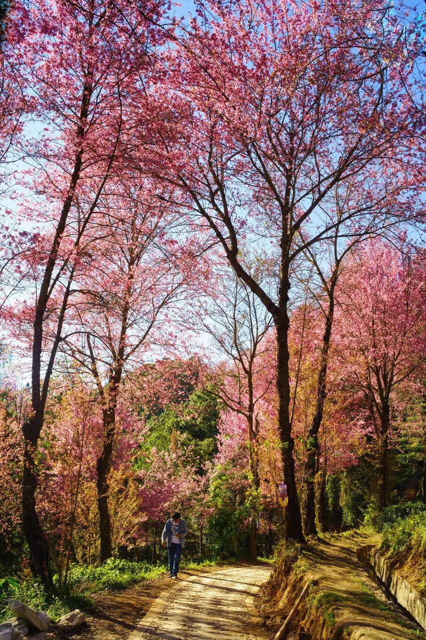 12月想要什么,12月的冬日暖阳岁月如此静好