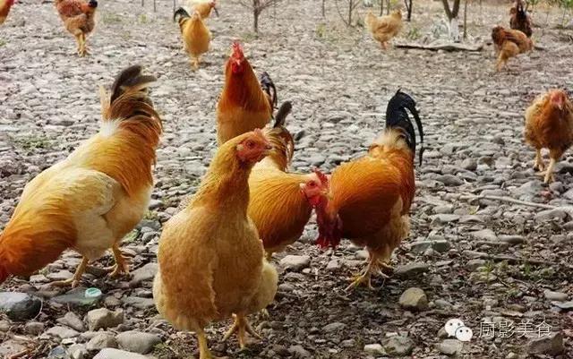 全世界的鸡都在这了，有你认识的吗？