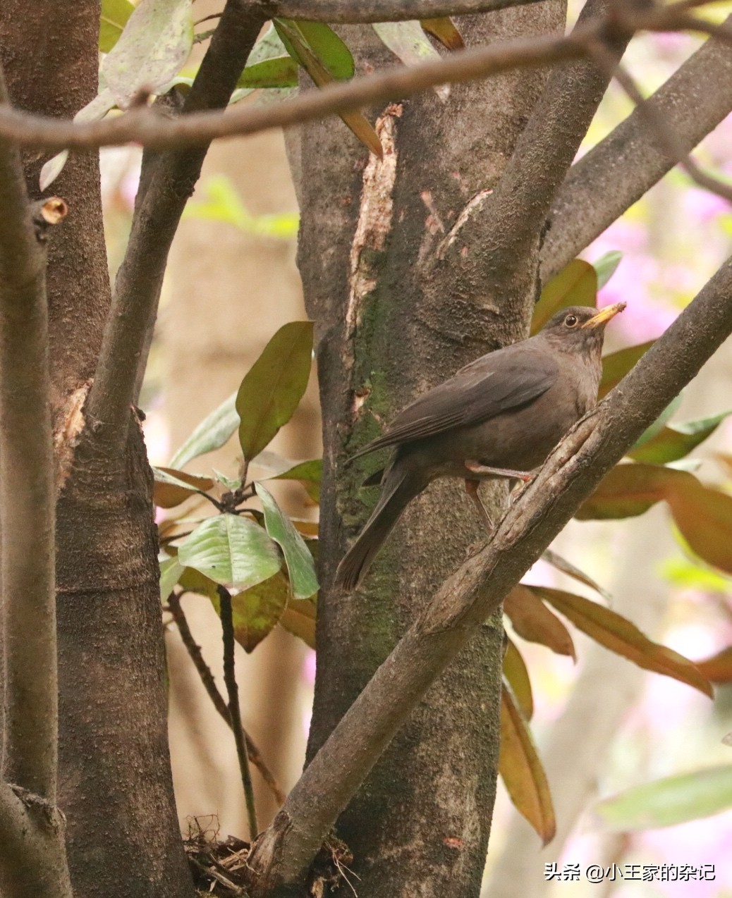 国际爱鸟日天桥岭,国际爱鸟日