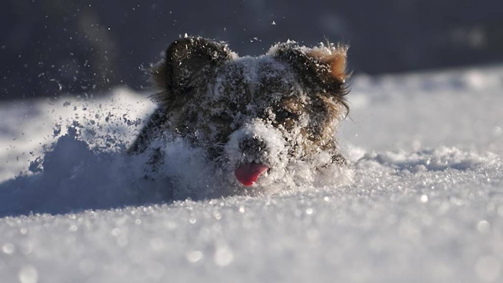 狗狗老是咔咔是怎么了,狗狗老是啃主人的手要制止吗
