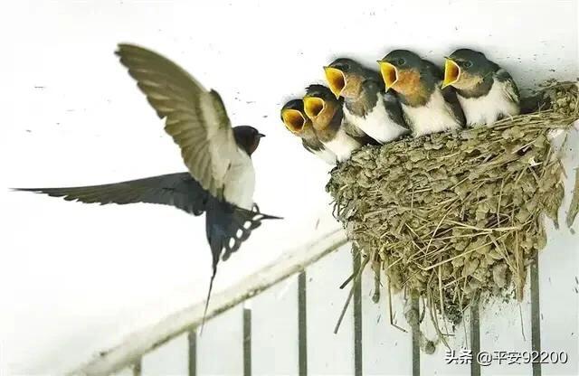 早起的鸟儿有虫吃,早起的鸟儿有虫吃抖音