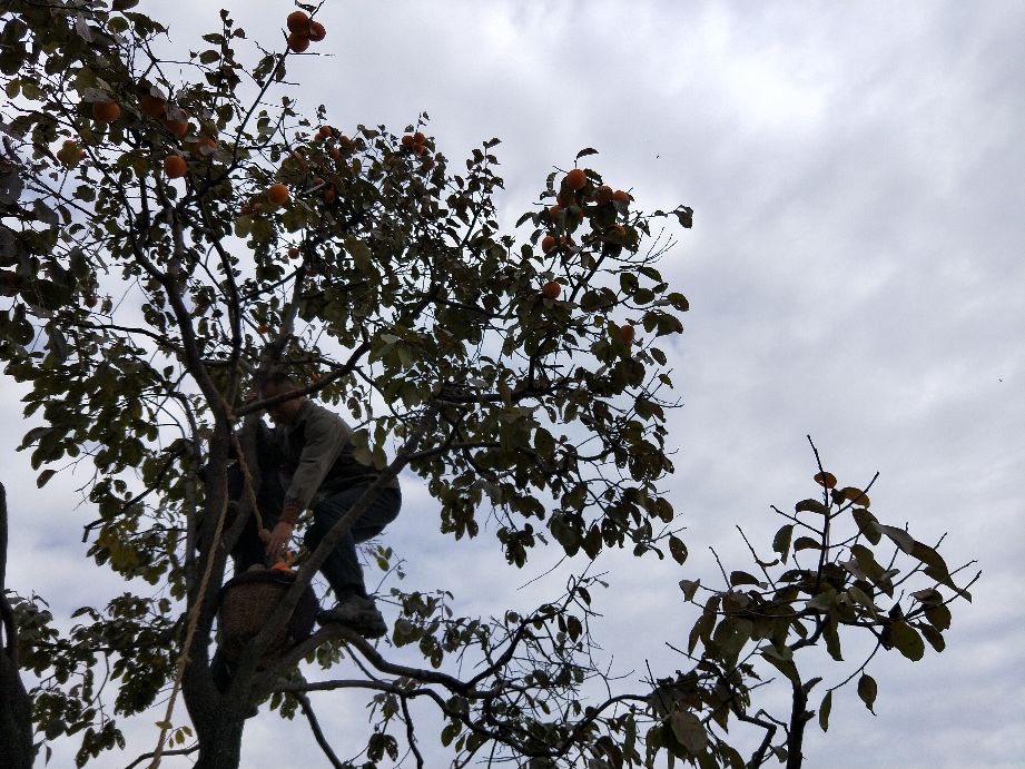 采摘柿子过程,柿子采摘方法介绍