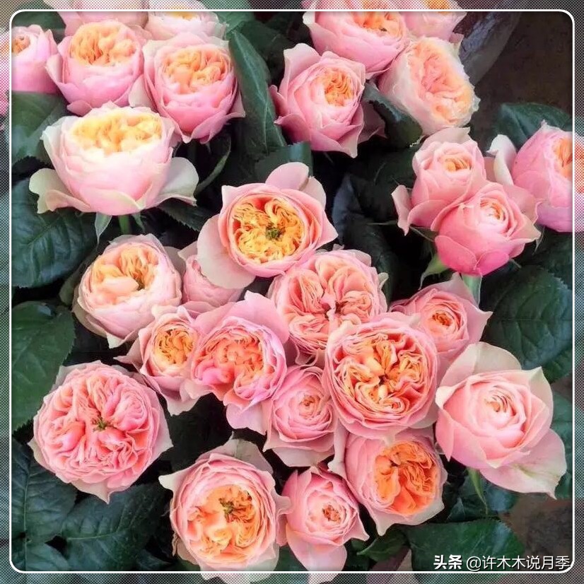 自己买玫瑰花种植,关于种植玫瑰花教程