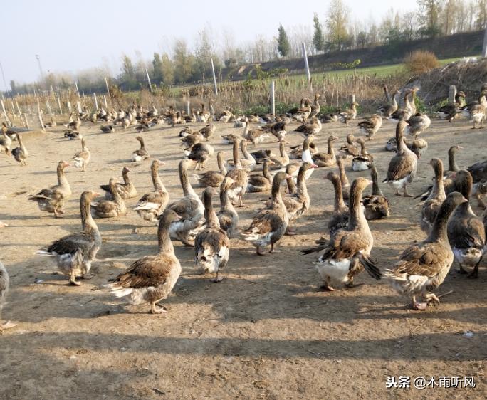 养鹅怎么才能提高成本,养鹅要多久才能产生经济效益