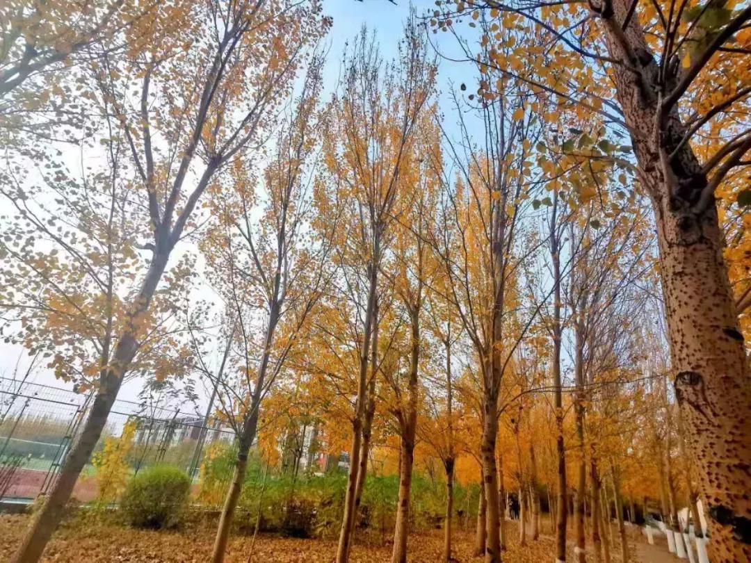 辽宁中医药大学杏林学院独立学院,辽宁中医药大学三个校区