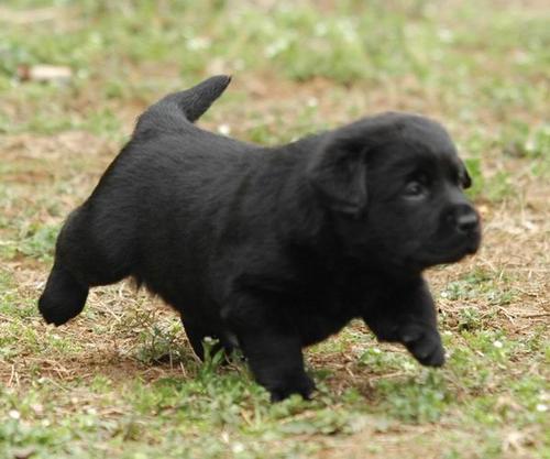 拉布拉多犬拉稀应及时采取什么措施？