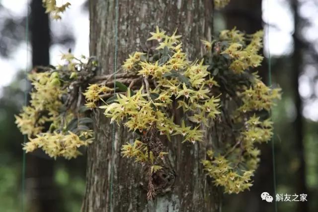 石斛兰叶子变黄的解决办法,石斛兰叶子变黄了怎么解决