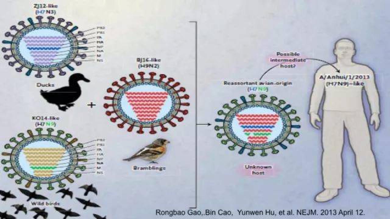 一夜爆红张文宏：抗过非典，绞过猪疱疹，正在对抗新冠病毒