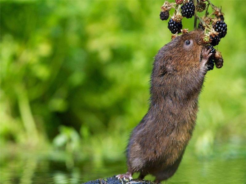 新手竹鼠养殖技术指南,养竹鼠的技术和养殖方法