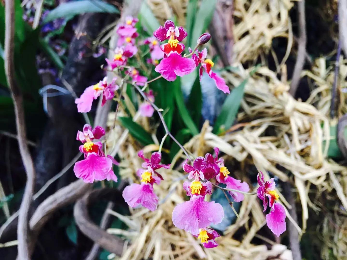 兰花最美的季节是冬季,北方冬季赏兰花