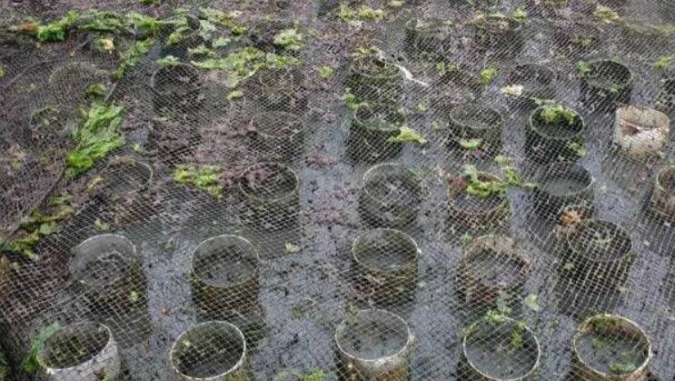 在国外泛滥,我国一度600元一斤,人称“女神蛤”,成高级货