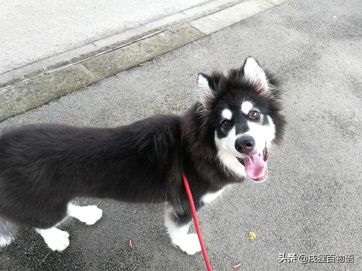 狗狗拉肚子用蒙脱石散还是土霉素,狗狗拉肚子吃蒙脱石散一天吃多少