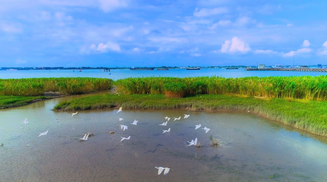 江阴长江之星农业湿地生态园,江阴利港黄丹村湿地保护区