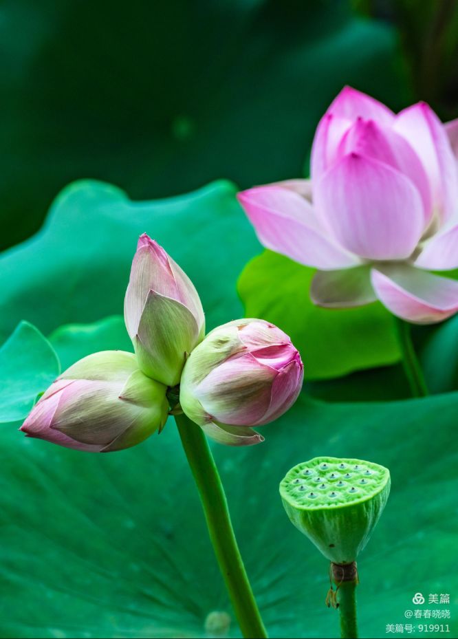 并蒂莲七绝二首,并蒂莲七绝诗