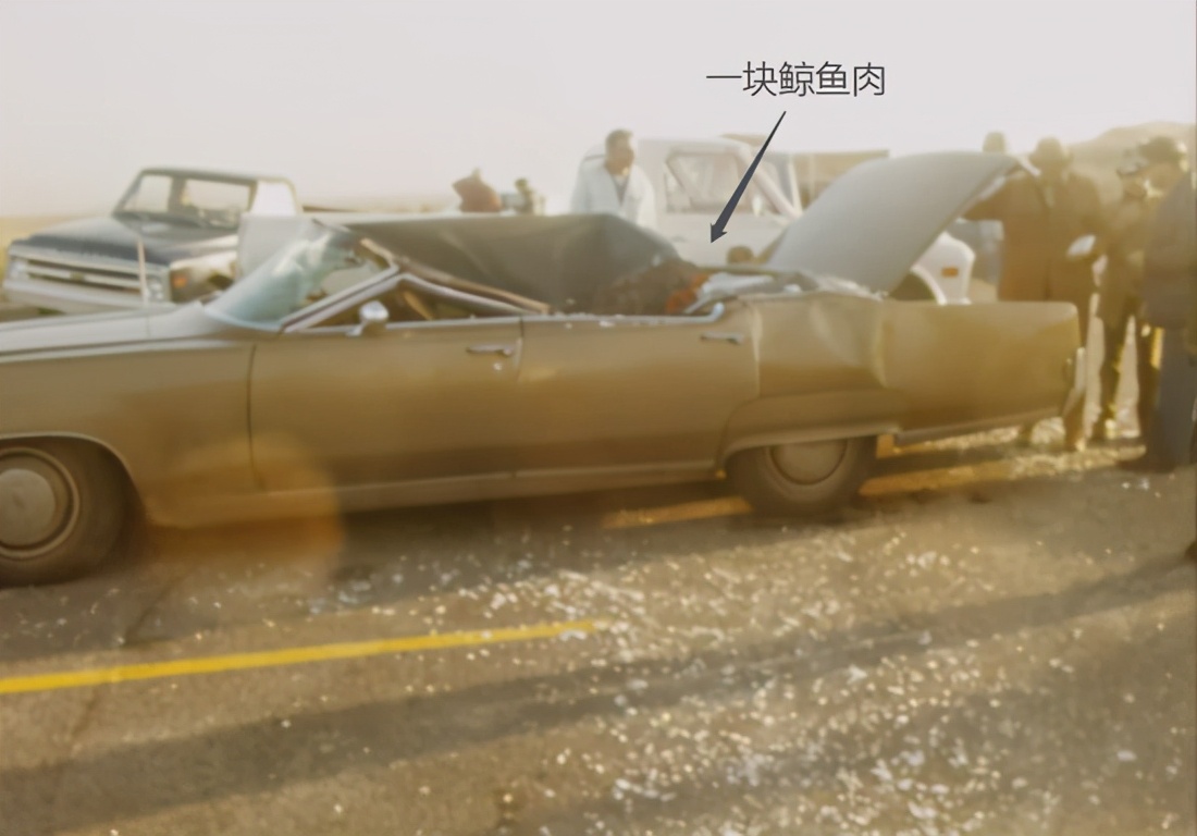 海域发现最大的鲸鱼,现在发现海上最大鲸鱼有多大