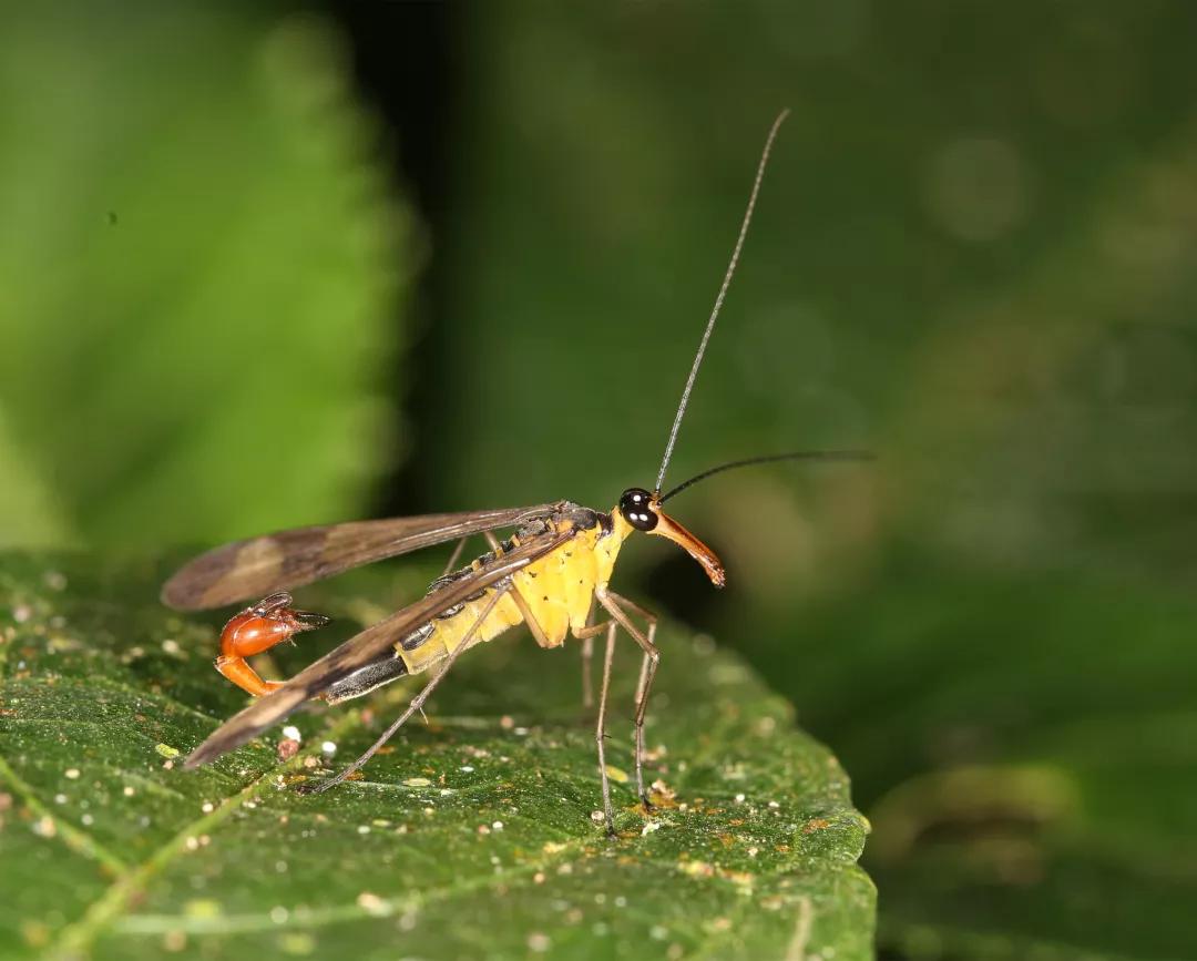 徒步云南虫谷,云南虫谷经典
