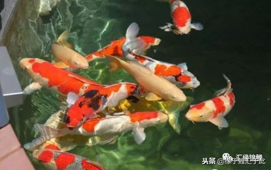 锦鲤休克水温差,锦鲤奄奄一息间歇性抽搐怎么救活