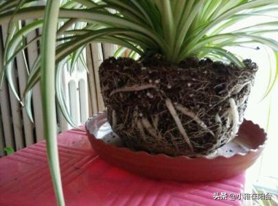 水培吊兰怎么用肥水好呢,水培吊兰怎么才能长得更好