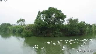 浙江孔庙调查|茅盾故里钩沉:桐乡拆儒宫取良材换钢材造大会堂