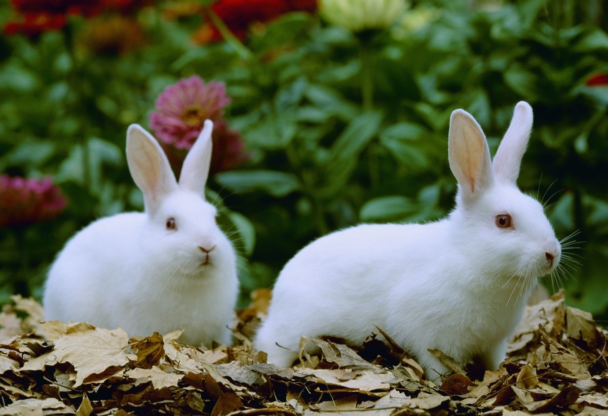 养兔技术与兔疾病防治顺序流程,养兔怎么预防疾病呢