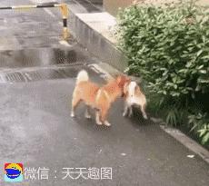 搞笑动图gif微信表情包2019,搞笑动图笑得肚子痛