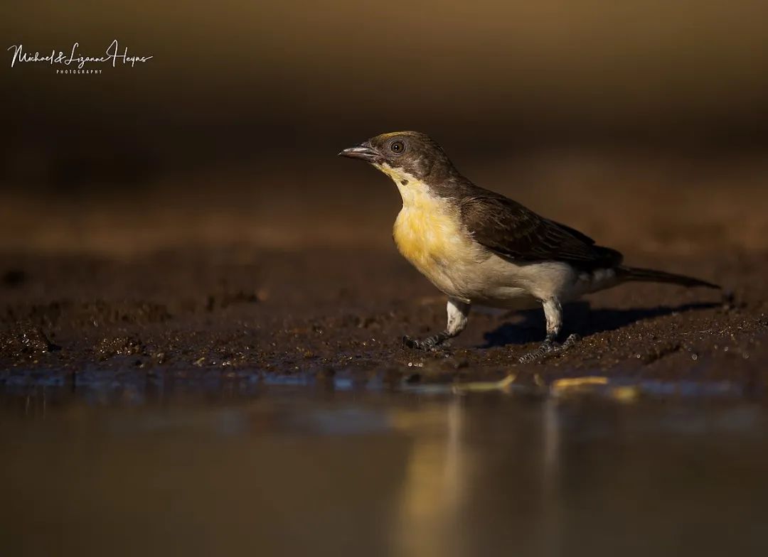 响蜜鴷视频,响蜜鴷是什么鸟