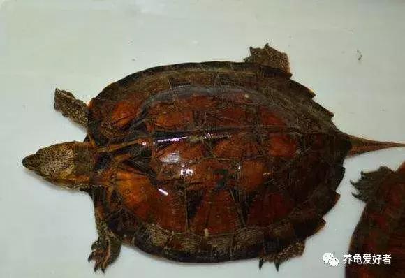 小龟冬眠前多久清肠,龟冬眠清肠的温度是多少