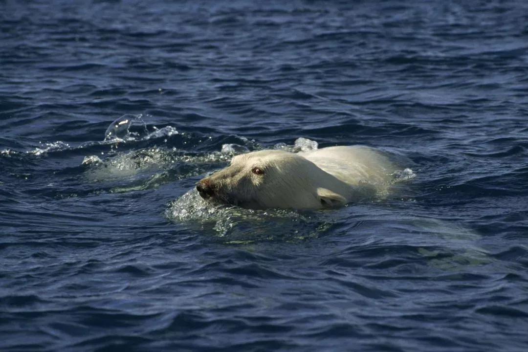 地球妈妈生病了故事,地球变暖冰川融化企鹅