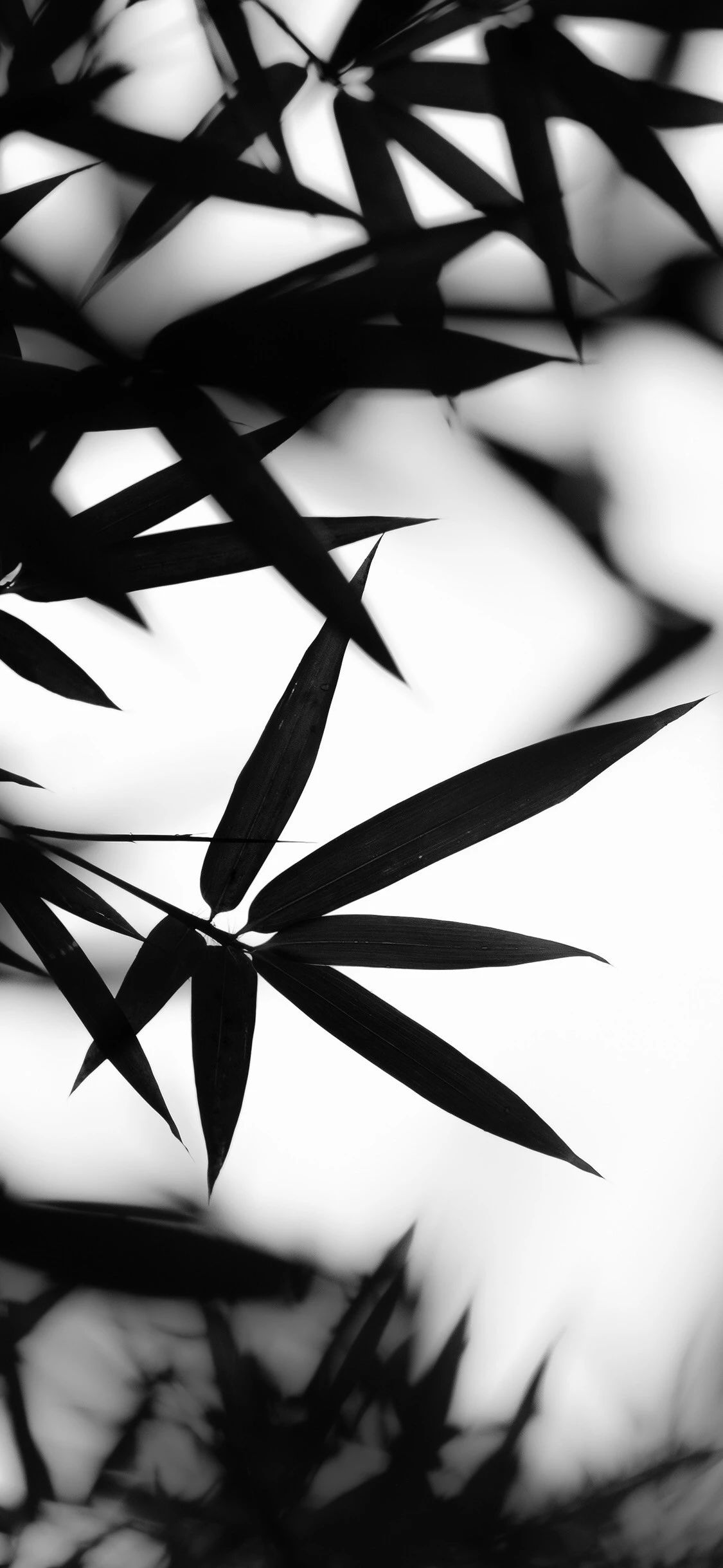 今日超好看质感壁纸（1080x1920）,1125x2436两种分辨率