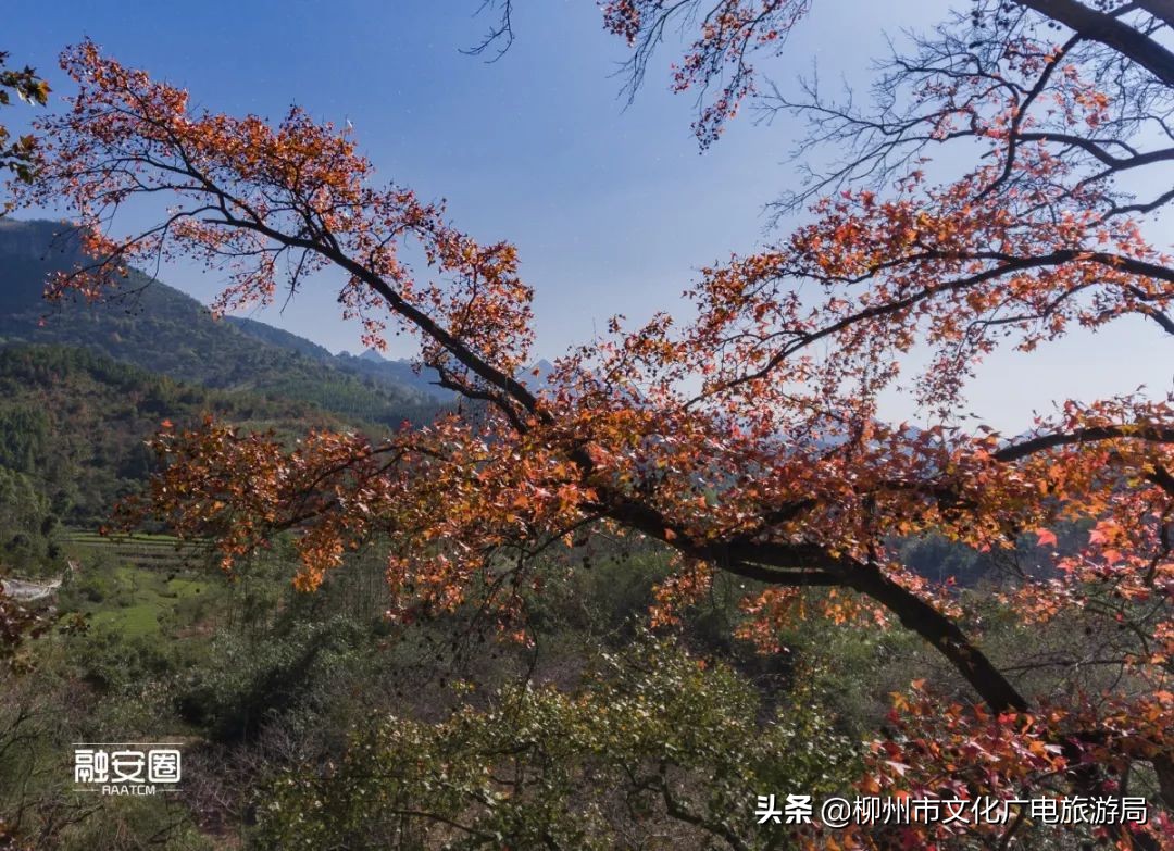 融安风景最好看的地方,融安十大游玩景点