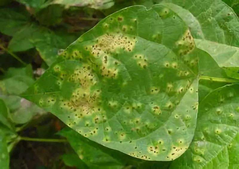 豆角怎样防治病虫害才能高产稳产,豆角前期预防各种病害