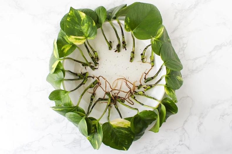 怎么把绿萝养得好看,绿萝怎么养又细又好看