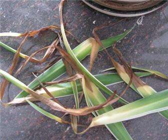 吊兰叶子冻死了还能活吗,吊兰被冻死了怎么办