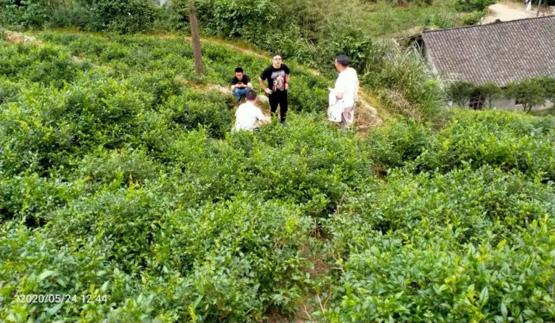 张家界的莓茶酥,张家界的莓茶是什么植物