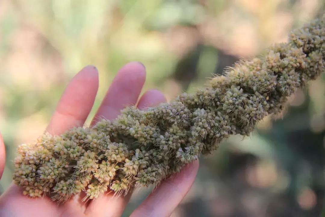 琼锅糖是陕西的吗,陕西琼锅糖是什么油做的