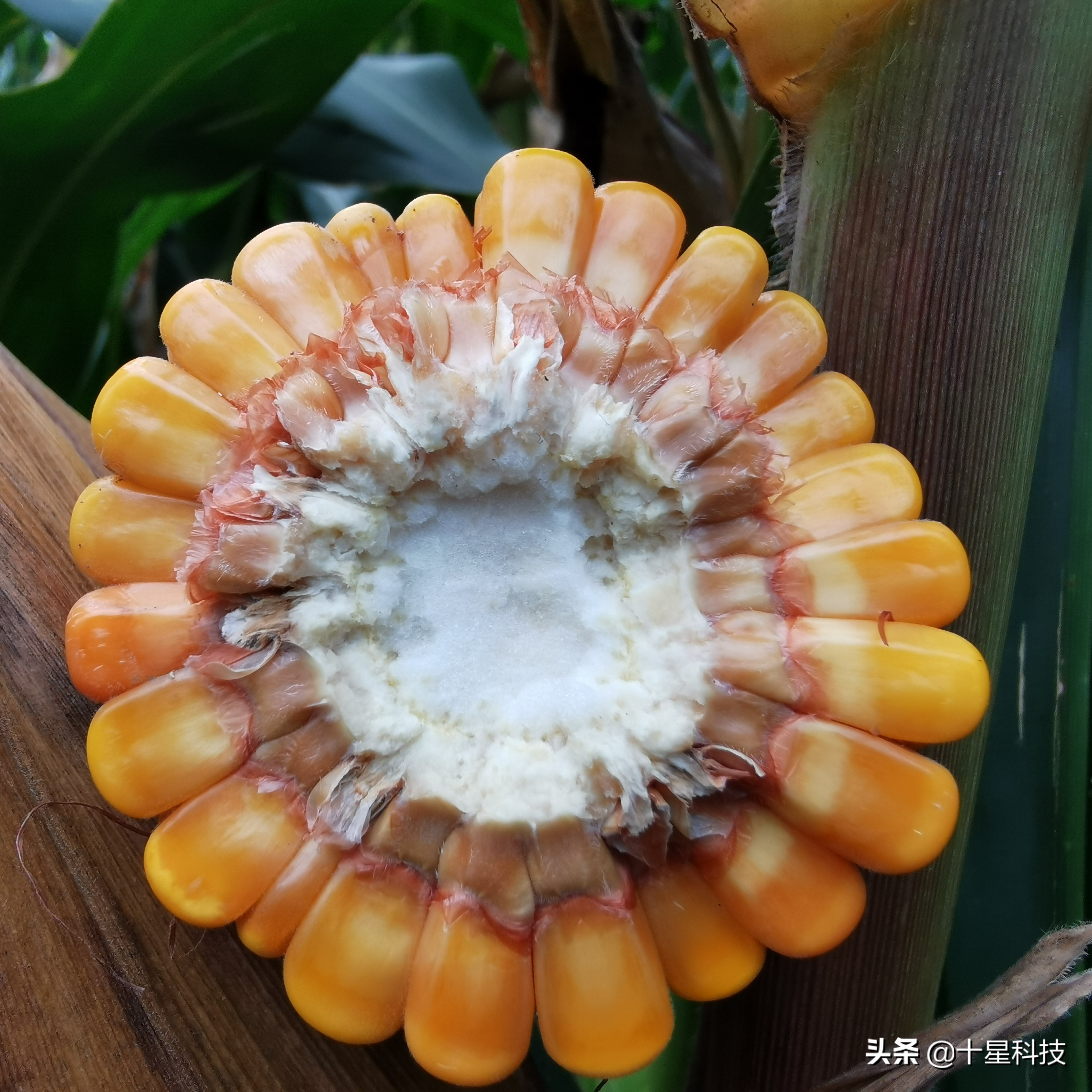 玉米密植高产还是稀植高产,玉米品种稀植品种有哪些