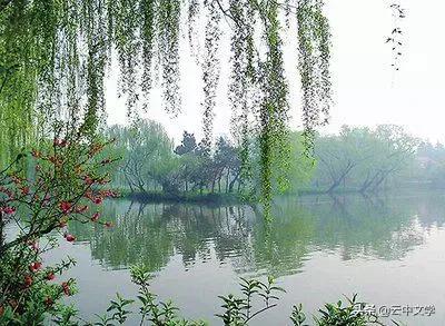 花语大全100种花图片,100种花的花语太全了