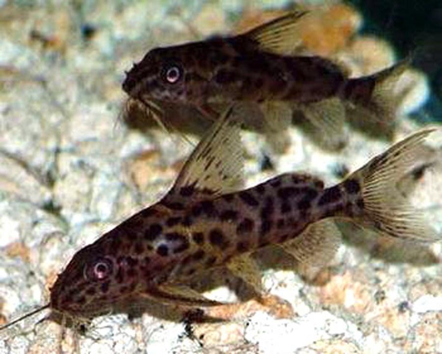 菠萝鱼有白点病怎么办,小菠萝得了什么病还能活多久