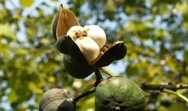 桐油跟水性油漆有什么区别,土漆和桐油的区别